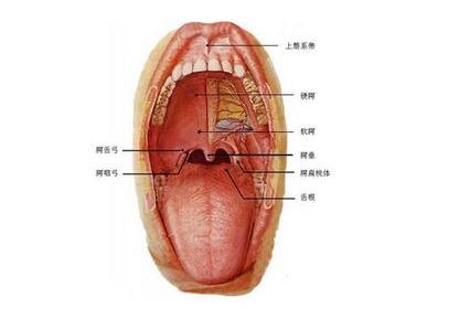 咬到舌頭誘發癌症 口腔潰瘍老不好是舌癌早期信號